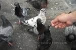 Thumbnail Hungry pigeons with predator eyes Thumbnail Hungry pigeons with predator eyes