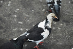 Thumbnail white and black pigeon with crumble in its beak Thumbnail white and black pigeon with crumble in its beak