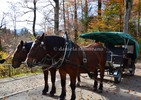Thumbnail Oberlander horse drawn carriage, Fussen, Bavaria, Germany Thumbnail Oberlander horse drawn carriage, Fussen, Bavaria, Germany