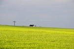 Thumbnail Woman with black horse along yellow field and gray sky