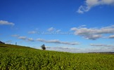 Thumbnail green oilseed rape field with dark blue sky and white clouds