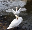 Thumbnail white mute swans with their wings wide open Thumbnail white mute swans with their wings wide open