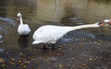 Thumbnail White swan with wide open beak feeding directly from hand Thumbnail White swan with wide open beak feeding directly from hand