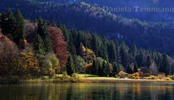 Thumbnail picturesque landscape of bavarian Alps and lake Alpsee Thumbnail picturesque landscape of bavarian Alps and lake Alpsee