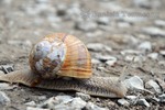 Thumbnail Helix pomatia, forest snail, foreground image Thumbnail Helix pomatia, forest snail, foreground image
