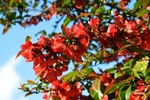 Thumbnail bright orange-flame flowers of Chaenomeles japonica Thumbnail bright orange-flame flowers of Chaenomeles japonica