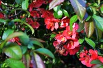 Thumbnail Chaenomeles japonica bright orange flowers, foreground image Thumbnail Chaenomeles japonica bright orange flowers, foreground image