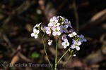 Thumbnail Cardamine californica flower, Milkmaids, spring flower Thumbnail Cardamine californica flower, Milkmaids, spring flower