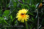 Thumbnail Taraxacum officinale (dandelion), medical herb, culinary use Thumbnail Taraxacum officinale (dandelion), medical herb, culinary use