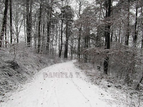 Product picture Winter forest road in Germany (Deutschland)