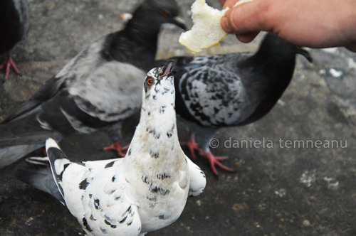 Product picture White pigeon 