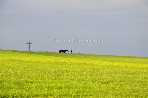 Product picture Woman with black horse along yellow field and gray sky