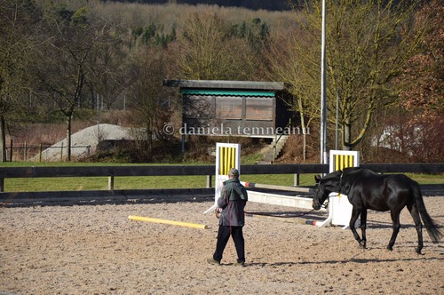 Product picture man training his black warmblood horse, Germany