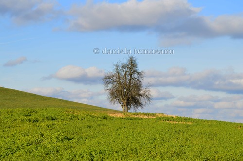 Product picture old tree in the middle of an oilseed rape field, blue sky