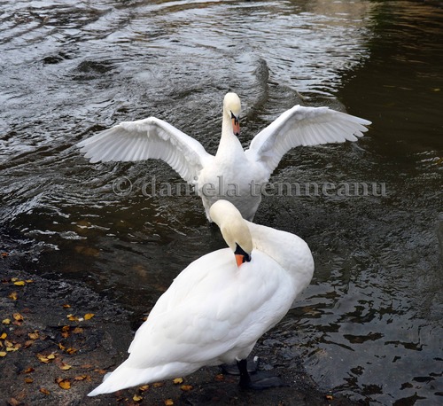 Product picture white mute swans with their wings wide open