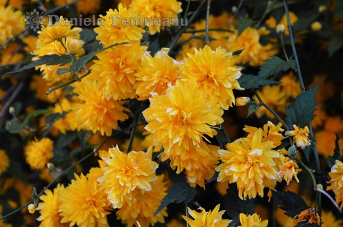 Product picture bright yellow flowers of Kerria japonica, Cultivar Pleniflor