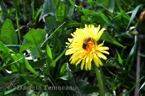 Product picture small bee enjoying a Taraxacum officinale (dandelion)